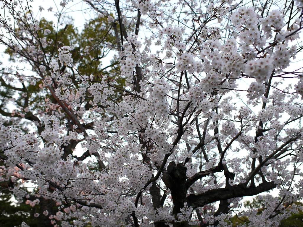 縮景園の桜