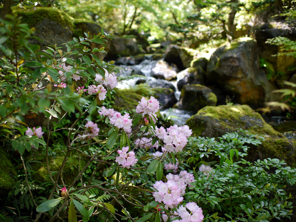 日本庭園
