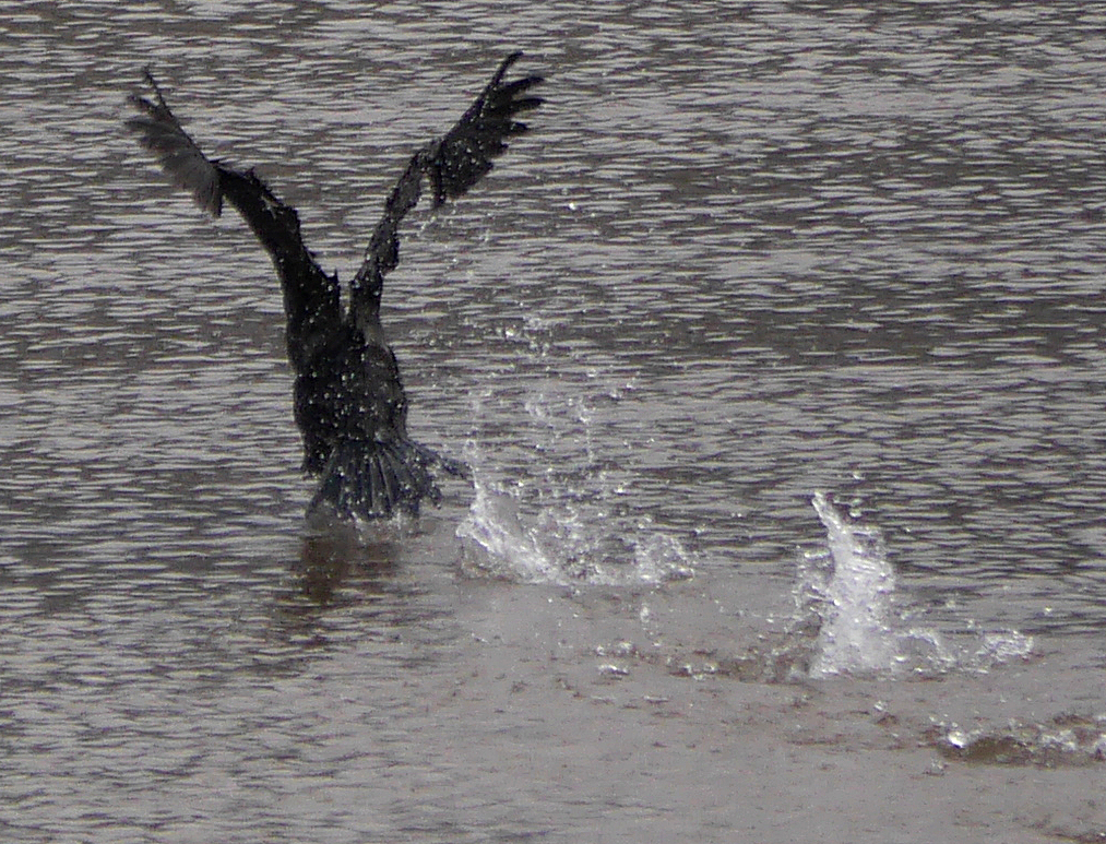 みずとりの浜公園の鵜