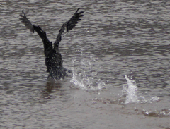 みずとりの浜公園の鵜