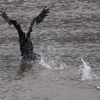 みずとりの浜公園の鵜