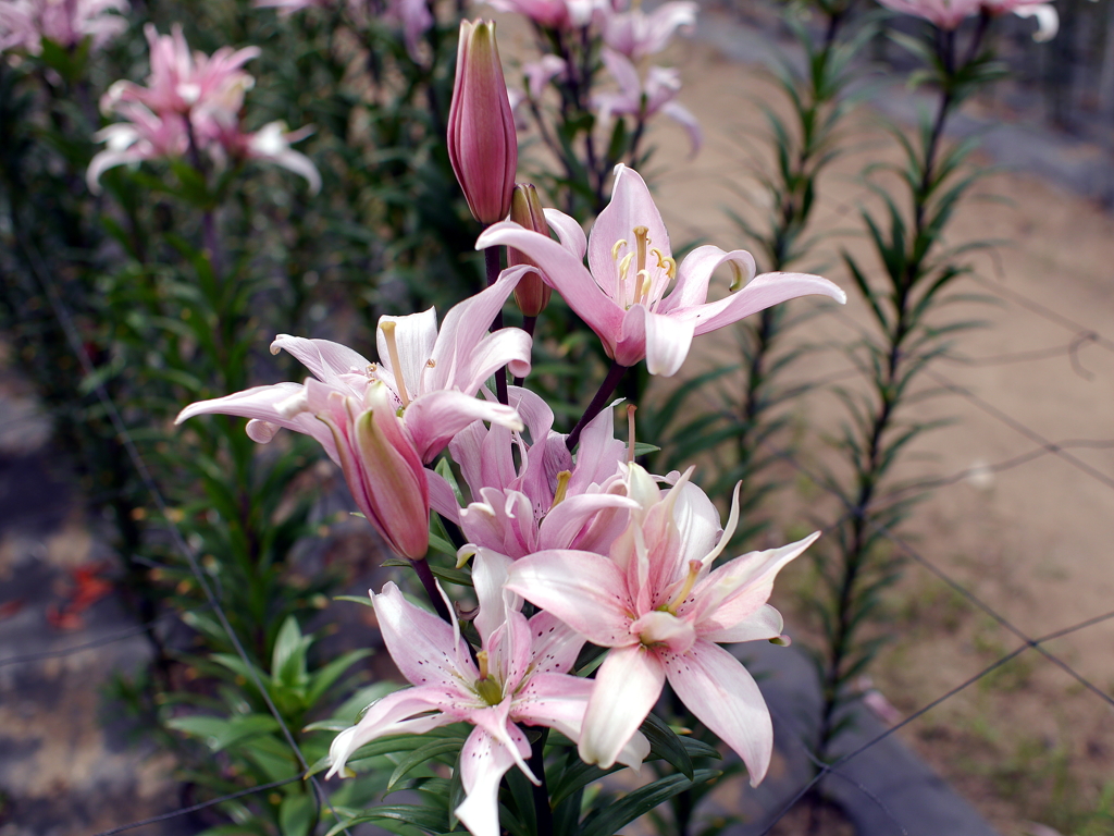 百合