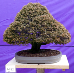 110_P1040659g