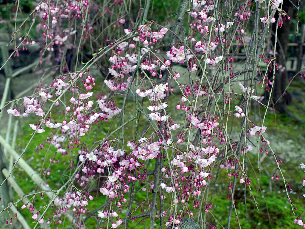 縮景園の桜