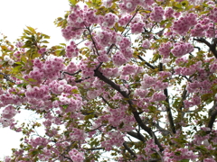 八重桜