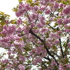 八重桜