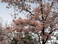 縮景園の桜