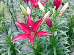 百合