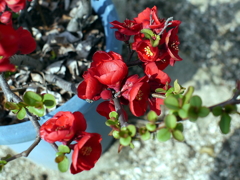 gP1060137