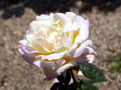 薔薇