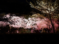 縮景園の夜桜