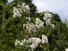 P1030415