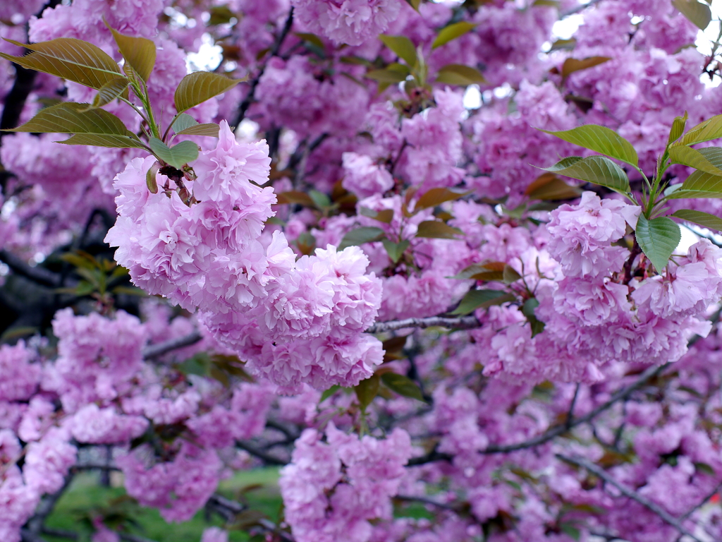 八重桜