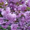 八重桜