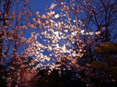 縮景園の夜桜