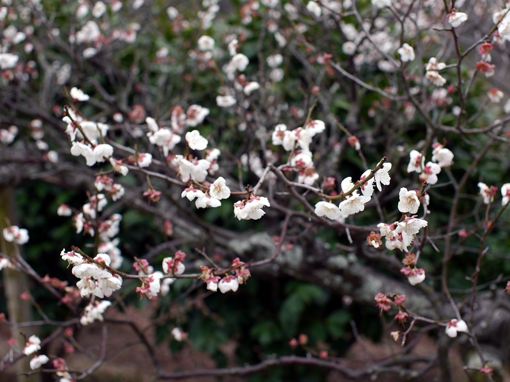 P1040816g