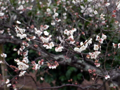 P1040816g