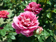薔薇