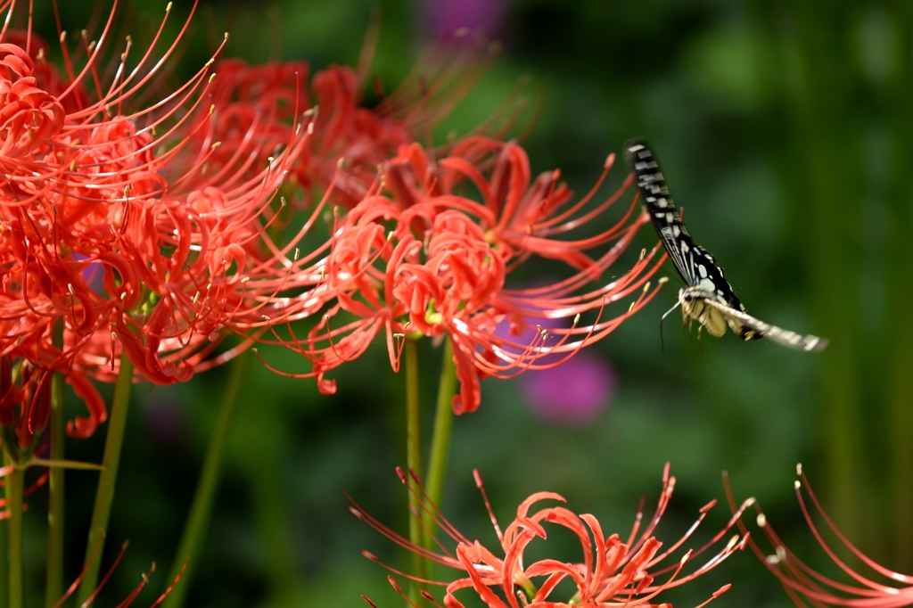 飛べるといいねー1