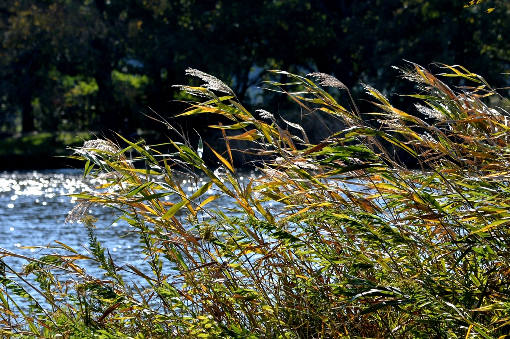 見沼自然公園ー3