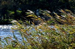 見沼自然公園ー3