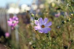 穏やかな秋日ー1