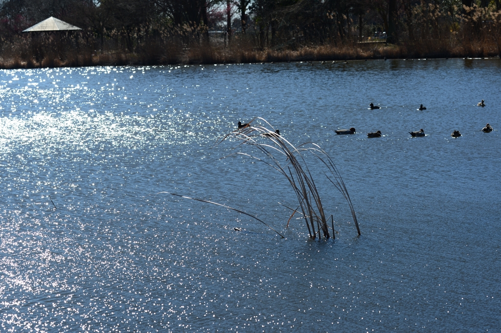 春へのきざし-1