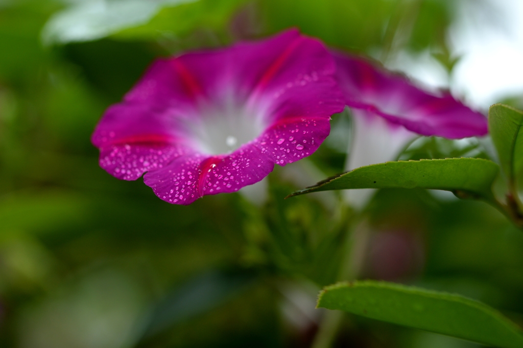 八月の記憶からーb