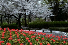 サクラ散りてー1