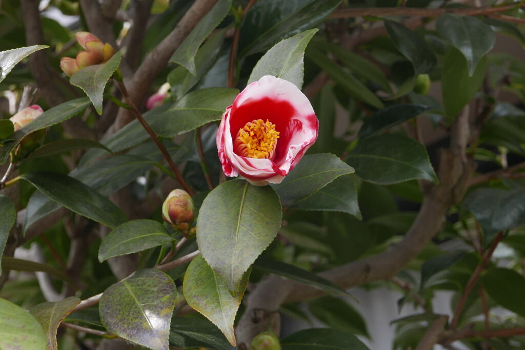 ご近所の花ー1