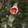 ご近所の花ー1