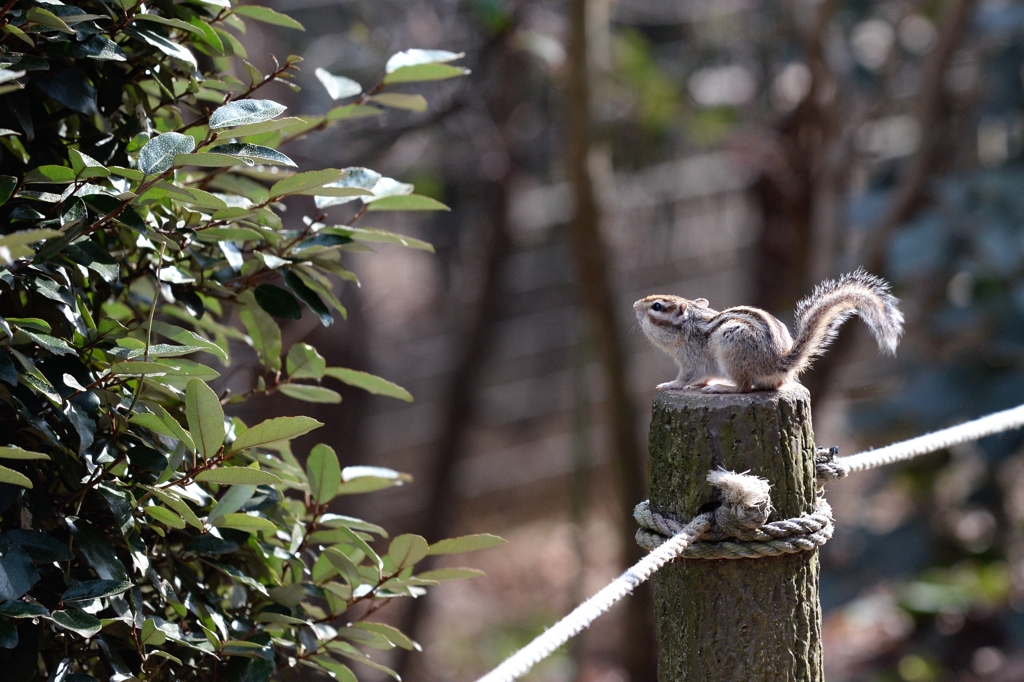 シマリス君ー２