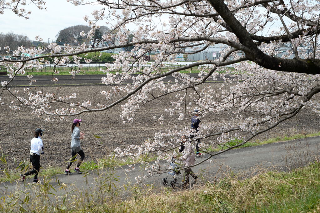 見沼代用水路のサクラ―2