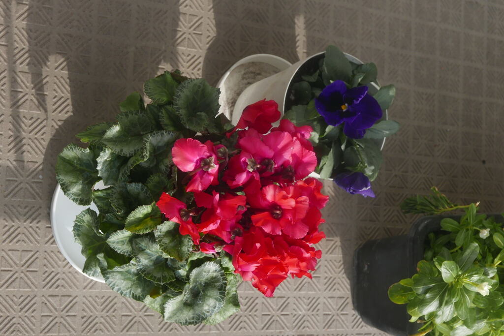  ベランダから ー2