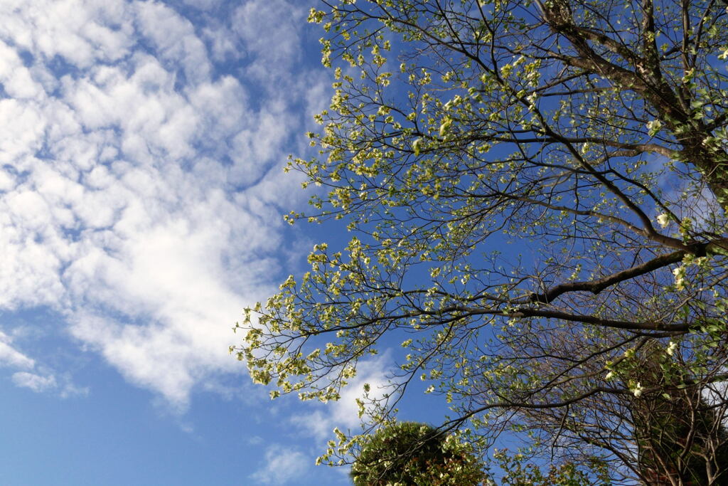 　春の木々と空 ー1