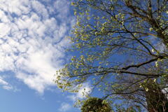 　春の木々と空 ー1