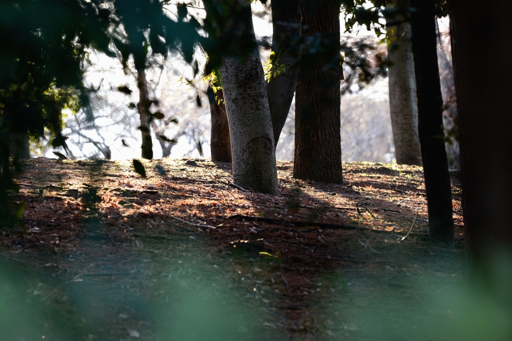 冬の陽射しにー2