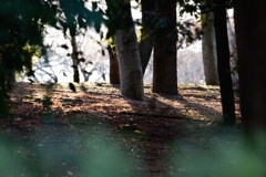 冬の陽射しにー2