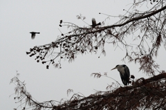 初冬の公園でー３