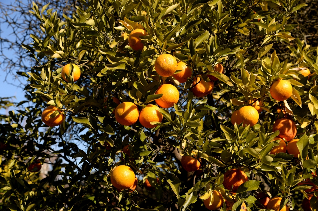 希望の実ーﾐｶﾝ