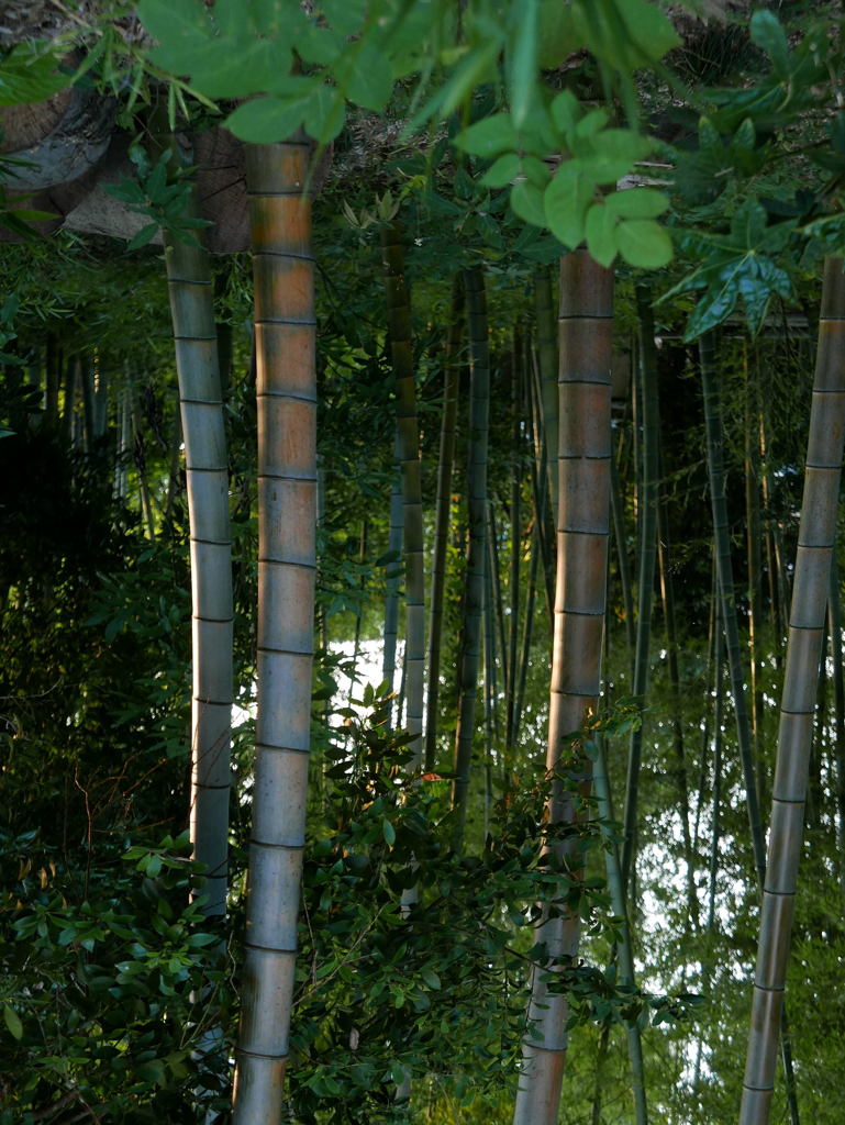 朝の出会い　－1