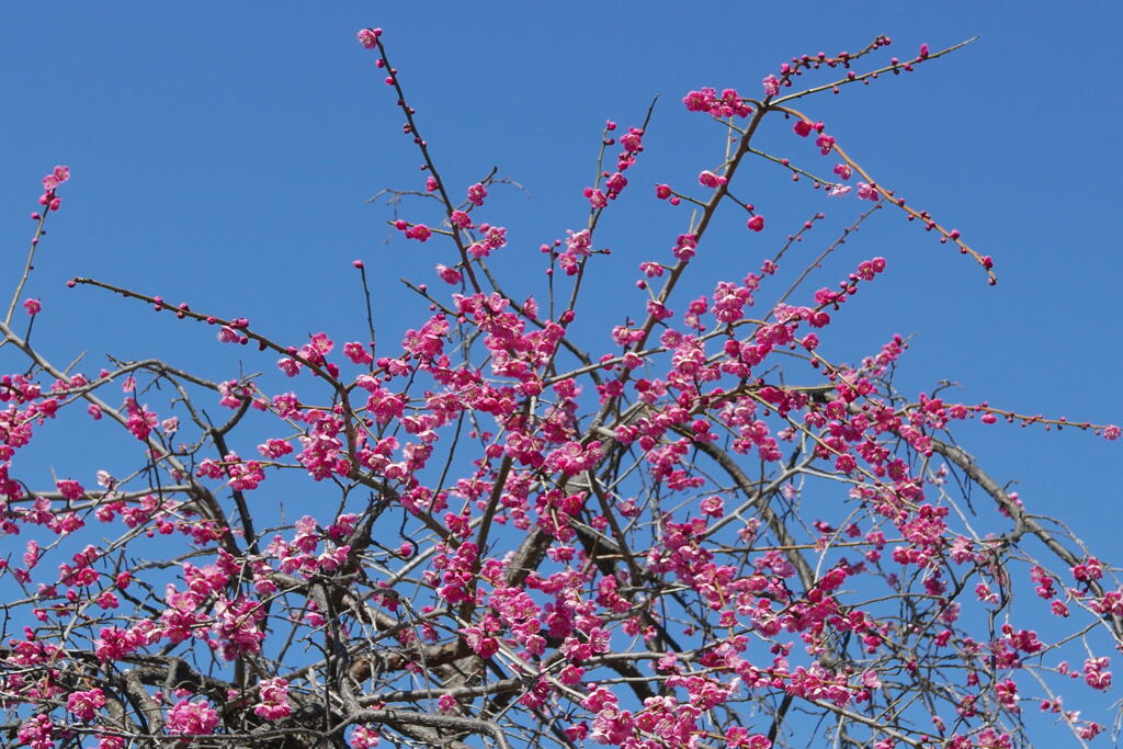 フィナーレ  梅の花 ー2