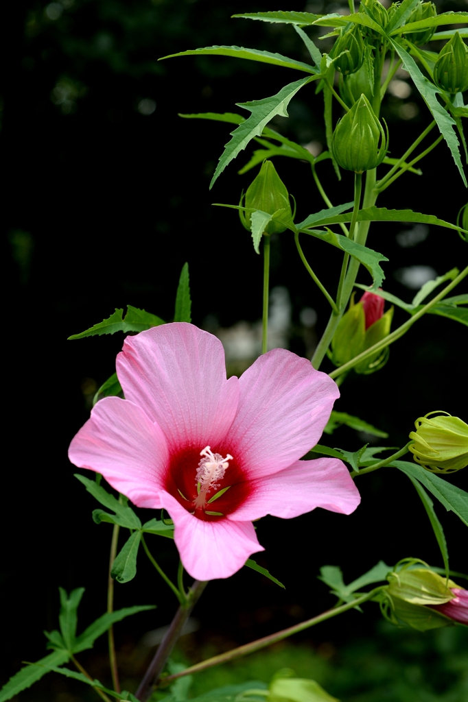 同季のなかまー1