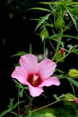 同季のなかまー1