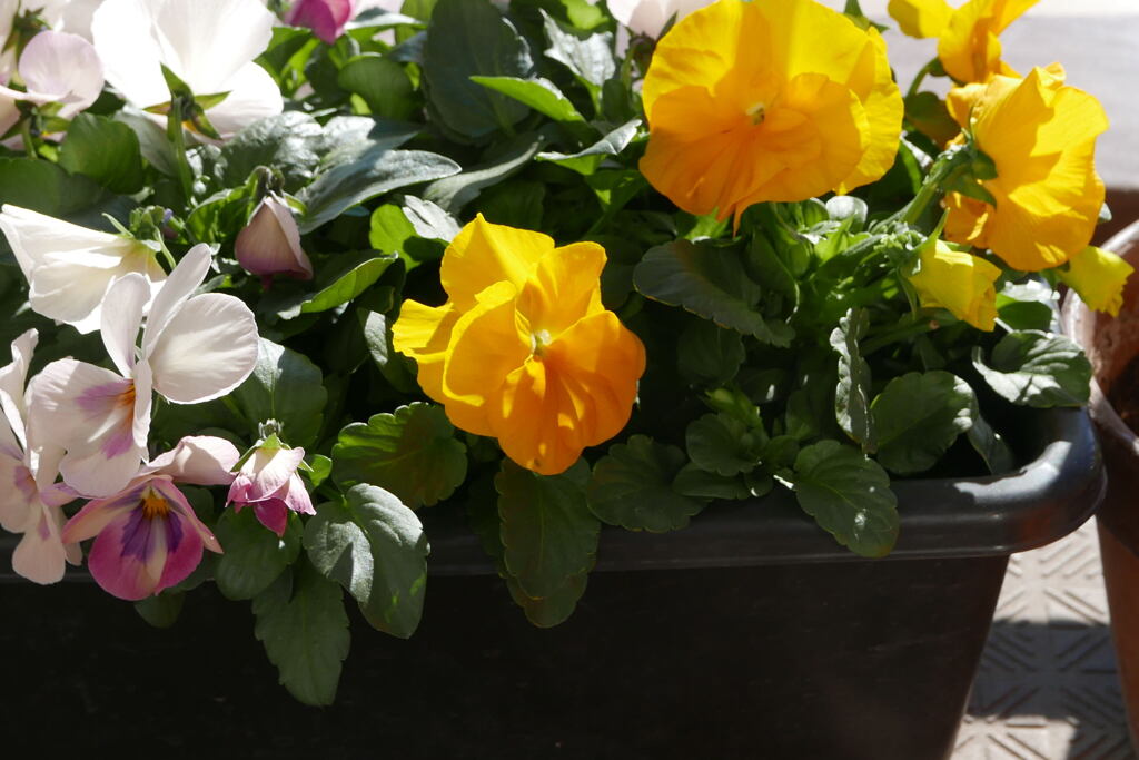 お花で冬が楽しい ー2