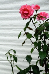 又逢う日までー2