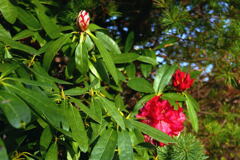 石 楠 花 ー1