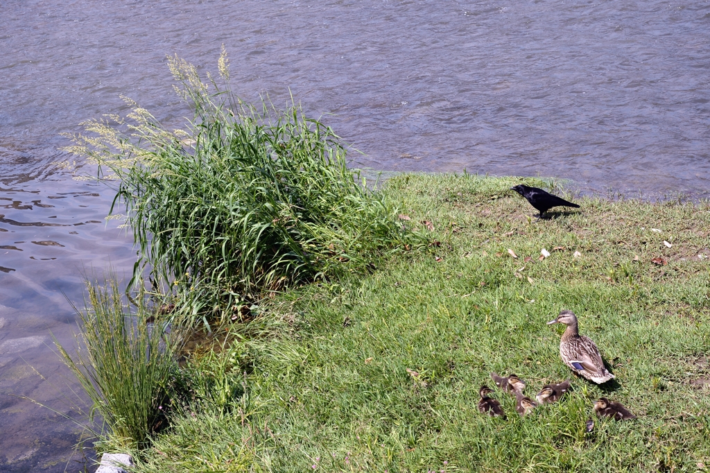 見張る｛鴨川）－2