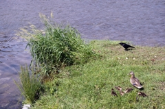 見張る｛鴨川）－2