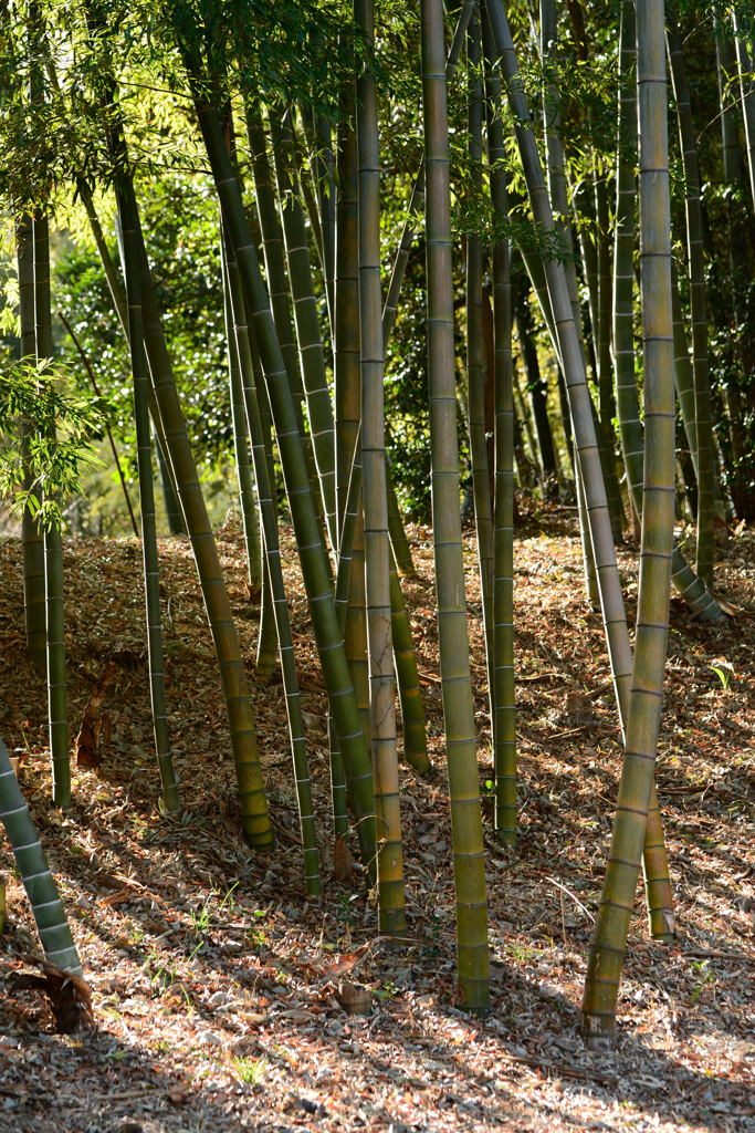 冬の明り-1